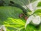 Green Brassica Leaf texture