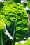 Green Brassica Leaf texture