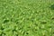 Green brassica leafy planting crop, vegetable planting