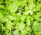green brassica vegetable