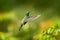 Green-breasted Mango fly, pink flower. Wild tropic bird in nature habitat, wildlife, Costa rica. Pink bloom with tinny bird. Natur