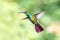 Green-breasted Mango, hovering next to flower in garden, bird from mountain tropical forest, Costa Rica, natural habitat,beautiful