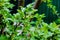 Green bright bush of gooseberry