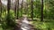 Green bright forest and dirty road footpath. Trees, bushes, green leaves,