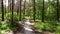 Green bright forest and dirty road footpath. Trees, bushes, green leaves,