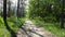 Green bright forest. Trees, bushes, branches with green leaves and green grass