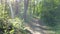 Green bright forest. Trees, bushes, branches with green leaves and green grass