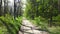 Green bright forest. Trees, bushes, branches with green leaves and green grass