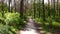 Green bright forest. Trees, bushes, branches with green leaves and green grass