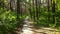 Green bright forest. Trees, bushes, branches with green leaves and green grass