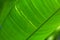 Green bright palm leaf, natural eco-friendly background and texture