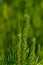 Green bright shoots of spruce with sharp needles close-up on a green background on a bright sunny summer day. middle ural. Russia