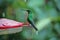 Green brilliant hummingbird at feeder in in rain