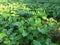 Green brinjal leaves plant,eegplant garden