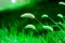 Green bristle grass