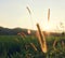 Green bristlegrass in the sunset