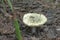 Green brittlegill with funnel cap
