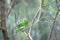 The Green Broadbill