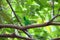 Green Broadbill