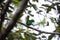 Green Broadbill