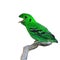 Green Broadbill Bird