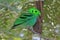 Green Broadbill Calyptomena viridis Male Birds of Thailand