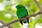 Green Broadbill Calyptomena viridis Male Cute Birds of Thailand