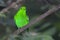 Green Broadbill, Calyptomena viridis, perched