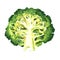 Green broccoli cut in half isolated, fresh vegetable, close-up. Organic vegetarian food, natural ingredient, package