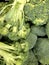 Green broccoli with drops of water, healthy nutritious vegetable that is low calorie with vitamins and nutrients, farmer`s market