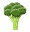 Green broccoli vegetable.