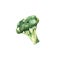 Green broccoli, watercolor illustration, isolated element on a white background