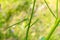 A green-bronze beautiful dragonfly sits on a blade of grass. Photo flying insect close-up.