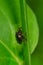 Green-bronze Dung Beetle - Onthophagus orpheus