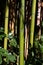 Green and brown bamboo stems in a sunlit garden