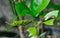 Green and Brown Caterpillars on a Citrus Tree