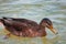 green and brown duck with a yellow nose sitting on a lake swimming