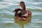 green and brown duck with a yellow nose sitting on a lake swimming