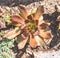 Green and brown echeveria succulents in the garden in a sunny day top view