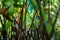 green and brown fern trunks