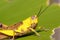 A green-brown grasshopper with black antenna is eating a fresh-green leaf for its lunch.