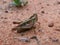 Green-Brown grasshopper on sand ground in Swaziland