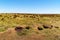 Green-brown landscape at Volunteer Beach, Falklands, UK