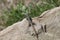 Green and Brown Lizard Looking over Ledge