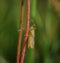 Green and brown locust grasshopper on red straw in the meadow