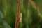 Green and brown locust grasshopper on red straw in the meadow