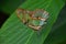 Green and brown tropical butterfly on leaf