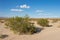 Green Brush in Barren Desert