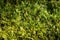 Green bryophyte background