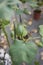 Green bud of Gossypium herbaceum plant